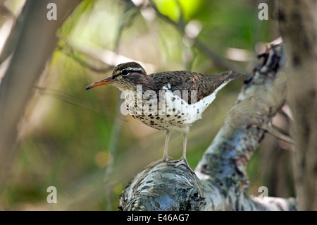 Le Chevalier grivelé (Actitis macularius) Banque D'Images