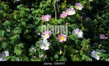 Dog rose en fleur, Cumbria, Royaume-Uni Banque D'Images