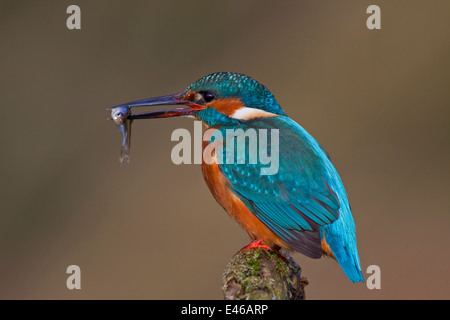 Kingfisher Kingfisher eurasienne / commune (Alcedo atthis) perché sur branche avec bec en poisson Banque D'Images