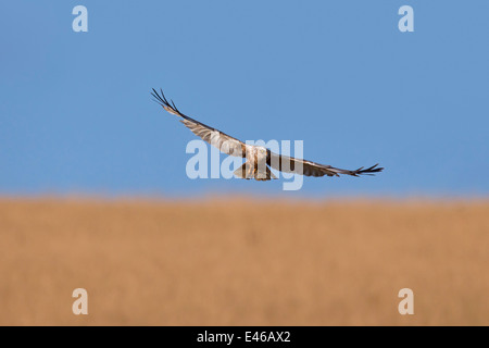 Western marsh harrier / Eurasian busard des roseaux (Circus aeruginosus), mâle en vol au dessus des marais dans la roselière Banque D'Images