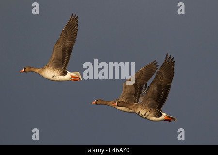 Trois oies rieuses (Anser albifrons) en vol Banque D'Images