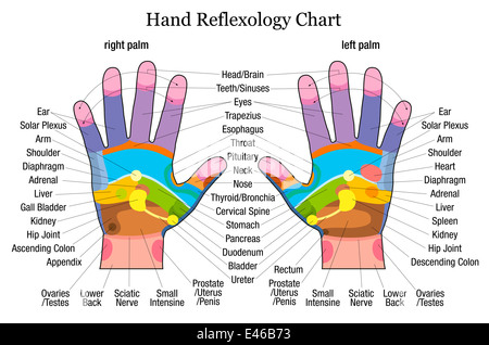 La réflexologie main graphique avec une description précise des organes internes et les parties du corps. Banque D'Images