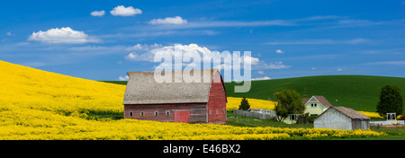 Pays palousienne, Latah Comté, ID : grange rouge à flanc de champ de canola floraison jaune Banque D'Images