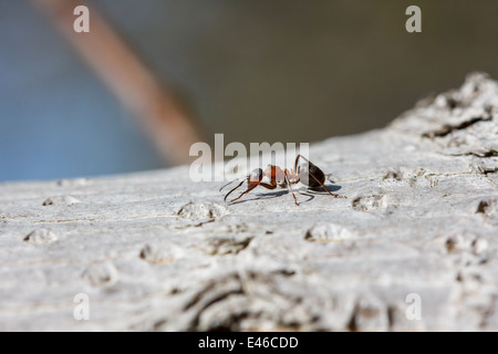 Red ant (Formica rufa) marcher sur de l'écorce sur une journée ensoleillée Banque D'Images