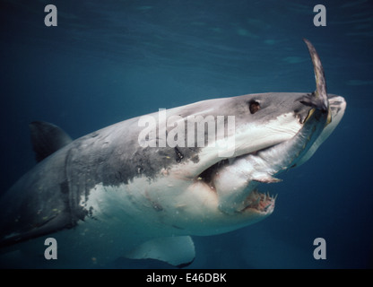 Grand requin blanc (Carcharodon carcharias) se nourrissant de thon rouge du sud (Thunnus maccoyii) Australie Îles Neptune Banque D'Images