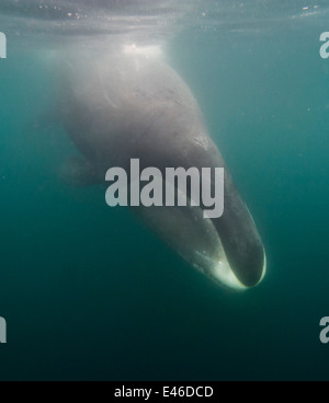 Baleine boréale (Balaena mysticetus) plongeant de la surface pour se nourrir de crustacés ressemblant à des crevettes et de petits poissons sous la glace de mer. Banque D'Images