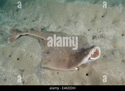 Ange de l'Est (Requin Squatina albipunctata) dans l'alimentation et menace la posture. Première photographies sous-marines de cette espèce. Banque D'Images