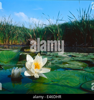 Nénuphar blanc (Nymphaea alba) fleur et feuilles flottantes dans l'habitat marécageux Banque D'Images