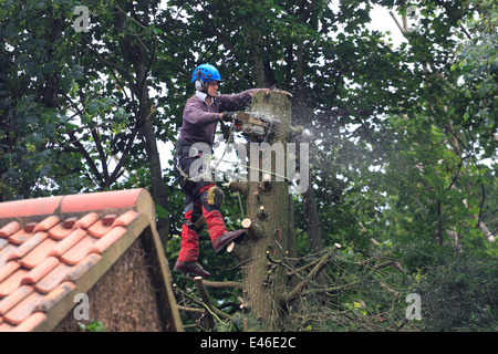 Couper grand jardin arbre. Banque D'Images