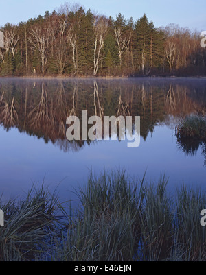 Forêt de Sunrise - Réflexion V Banque D'Images