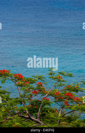 Fleurs orange d'un arbre flamboyant contraste sur les eaux bleues des Caraïbes Banque D'Images