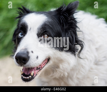 Heureux à la Border Collie dog Banque D'Images