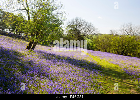 Jacinthes et Hazel taillis croissant sur une colline calcaire dans le Yorkshire Dales National Park, Royaume-Uni. Banque D'Images