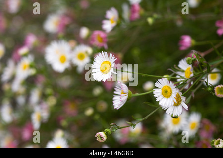 L'Erigeron karvinskianus. Fleabane fleurs en croissance dans un mur.. Banque D'Images