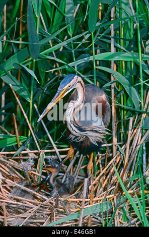 Héron pourpré (Ardea purpurea) sur le nid dans les roseaux dans une roselière du Parc du Delta du Pô, Italie Banque D'Images