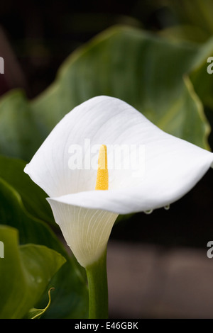 Zantedeschia aethiopica. Fleur d'arum. Banque D'Images