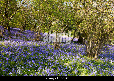 Jacinthes et Hazel taillis croissant sur une colline calcaire dans le Yorkshire Dales National Park, Royaume-Uni. Banque D'Images