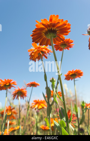 Des couleurs vives des fleurs de souci orange bleu ciel contraste avec l'été Banque D'Images