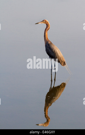 Aigrette garzette (Egretta rufescens rougeâtre) debout dans l'eau peu profonde en début de matinée, Bolivar Peninsula, Texas, USA. Banque D'Images