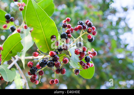 Jambolan Prune, prune de Java (Syzygium cumini) Banque D'Images