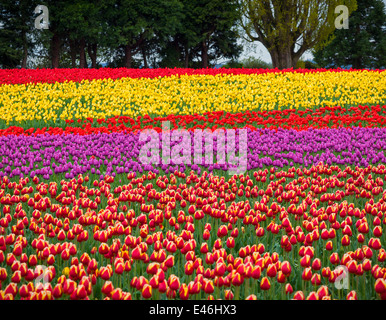 Skagit Comté, WA Domaines de tulipes colorées blooming - près de Mount Vernon. "Avec la permission de l'ampoule de Washington Co. Inc." Banque D'Images