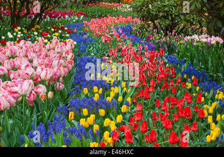 Le Comté de Skagit, WA : assortiment de variétés de plantes à fleurs tulipes et muscaris coloré forme tendances dans les RoozenGaarde jardin. Banque D'Images