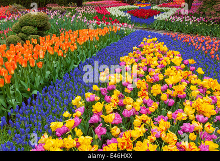 Le Comté de Skagit, WA : assortiment de variétés de plantes à fleurs tulipes et muscaris coloré forme tendances dans les RoozenGaarde jardin. Banque D'Images