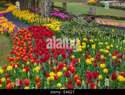 Le Comté de Skagit, WA : assortiment de variétés de plantes à fleurs tulipes et muscaris coloré forme tendances dans les RoozenGaarde jardin. Banque D'Images