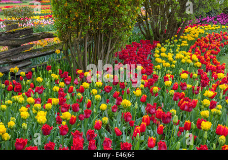 Le Comté de Skagit, WA : assortiment de variétés de plantes à fleurs tulipes et muscaris coloré forme tendances dans les RoozenGaarde jardin. Banque D'Images