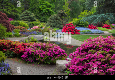 Jardin de Kubota, Seattle, WA : épanouissement'azalées et de rhododendrons dans la zone de promenade Kubota Tom le jardin Banque D'Images