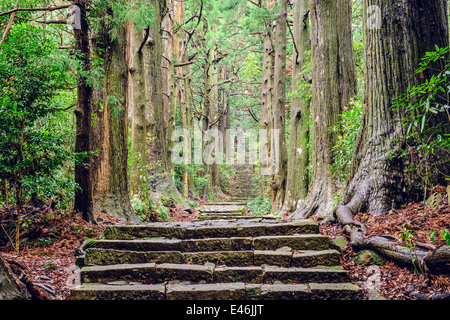 Kumano Kodo à Daimon-zaka, un sentier sacré désigné comme site du patrimoine mondial de l'UNESCO dans la région de Nachi, Wakayama, Japon. Banque D'Images