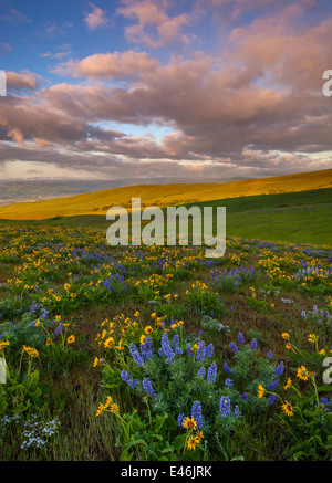 Columbia Hills State Park, WA : Approche de l'orage au lever du soleil avec lupin et le sapin baumier blooming racine sur une colline Banque D'Images