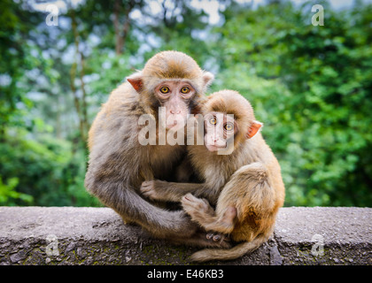 Macaque à Guiyang, Chine. Banque D'Images