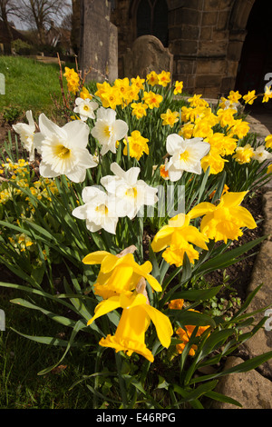 UK, Derbyshire, Peak District, Bakewell, All Saints churchyard, jonquilles printemps en fleurs Banque D'Images