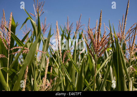 Les plantes de maïs doux en été en France avec ciel bleu montrant les tiges et feuilles vertes Banque D'Images