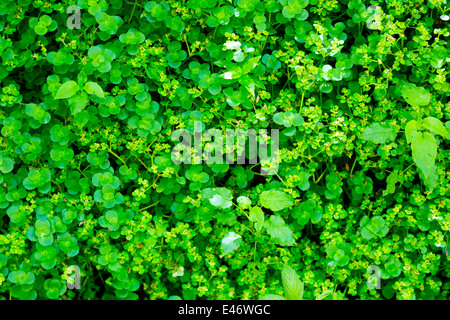 Cloverleaves dans la Forêt-Noire, Allemagne Banque D'Images