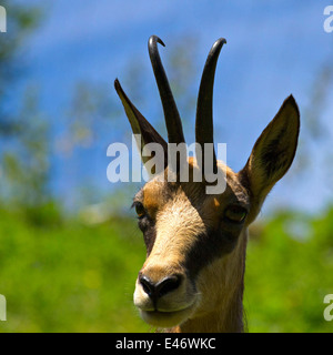 Chamois Rupicapra rupicapra femelle ( ), la Haute-Bavière, Allemagne, Europe. Banque D'Images