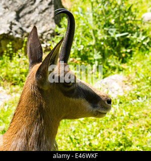 Chamois Rupicapra rupicapra femelle ( ), la Haute-Bavière, Allemagne, Europe. Banque D'Images