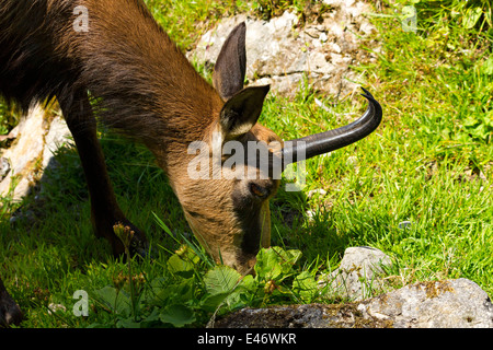 Chamois Rupicapra rupicapra femelle ( ) le pâturage, Haute-Bavière, Allemagne, Europe. Banque D'Images