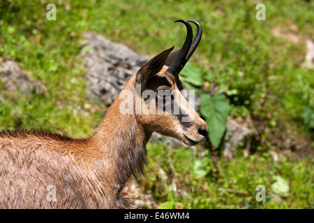 Chamois Rupicapra rupicapra femelle ( ), la Haute-Bavière, Allemagne, Europe. Banque D'Images