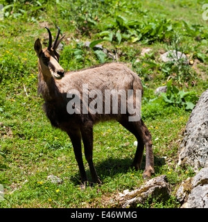 Chamois Rupicapra rupicapra femelle ( ), la Haute-Bavière, Allemagne, Europe. Banque D'Images