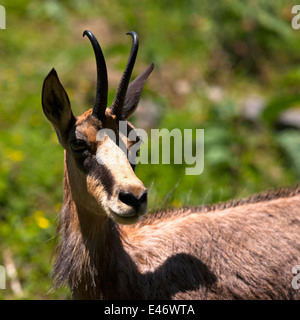 Chamois Rupicapra rupicapra femelle ( ), la Haute-Bavière, Allemagne, Europe. Banque D'Images