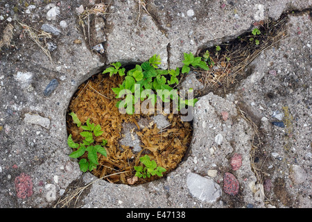 La planète verte vole sur le concept de ciel en pierre. Les plantes dans le centre en béton Banque D'Images