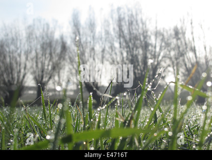 Berlin, Allemagne, brins d'herbe avec la rosée et le givre blanc Banque D'Images