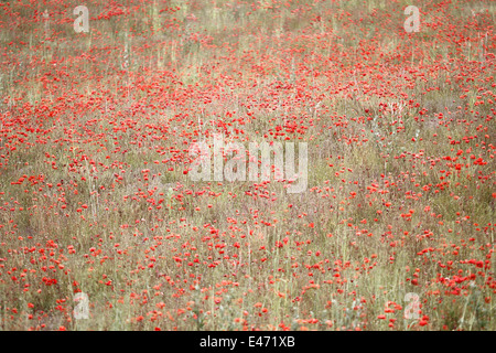 Domaine de Papaver rhoeas coquelicot du Souvenir Banque D'Images