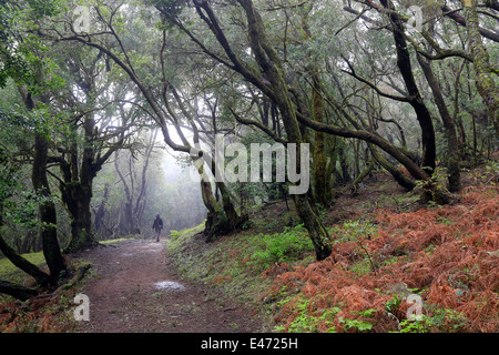 Las Haya, Espagne, laurel forest dans le parc national de Garajonay sur La Gomera Banque D'Images