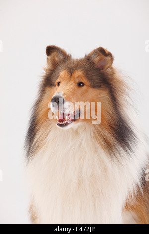 Rough Collie, homme |Collie, Ruede Banque D'Images