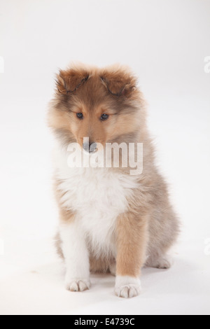 Chiot, sheltie, 10 semaines |Sheltie, Welpe, 10 Wochen Banque D'Images