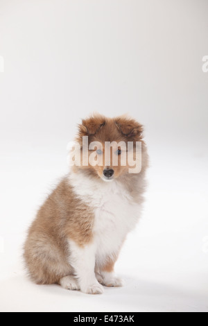 Chiot, sheltie, 10 semaines |Sheltie, Welpe, 10 Wochen Banque D'Images