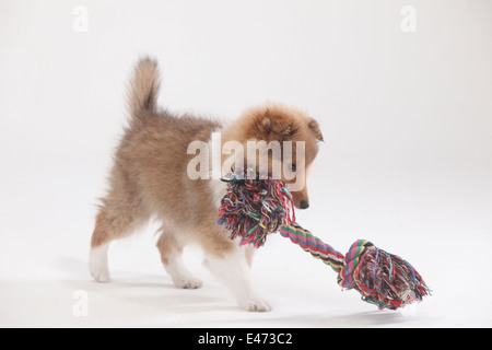 Chiot, sheltie, 10 semaines |Sheltie, Welpe, 10 Wochen Banque D'Images